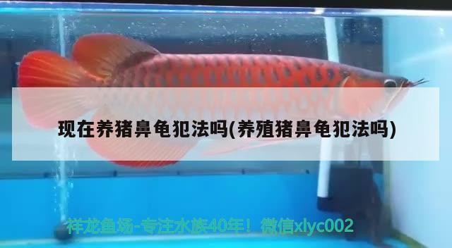 現在養(yǎng)豬鼻龜犯法嗎(養(yǎng)殖豬鼻龜犯法嗎)