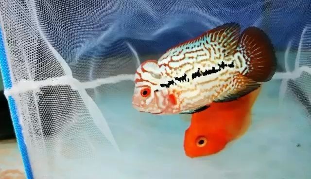 龍魚撞缸沉底怎么辦vs祥龍魚場：祥龍魚沉底自救方法分析祥龍魚沉底自救方法分析