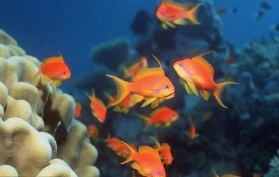 淡水魚 魚缸：新手想養淡水魚需要準備什么樣的魚缸，養淡水魚需要準備什么