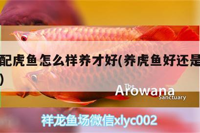鸚鵡魚(yú) 龍魚(yú)配虎魚(yú)怎么樣養(yǎng)才好(養(yǎng)虎魚(yú)好還是養(yǎng)龍魚(yú)好) 虎魚(yú)百科 龍魚(yú)配虎魚(yú)怎么樣養(yǎng)才好(養(yǎng)虎魚(yú)好還是養(yǎng)龍魚(yú)好) 龍魚(yú)配虎魚(yú)怎么樣養(yǎng)才好(養(yǎng)虎魚(yú)好還是養(yǎng)龍魚(yú)好) 虎魚(yú)百科
