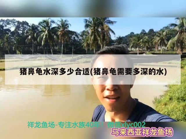 豬鼻龜水深多少合適(豬鼻龜需要多深的水)