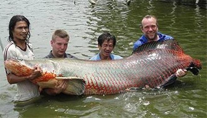 巨型金龍魚