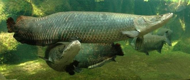 巨型金龍魚