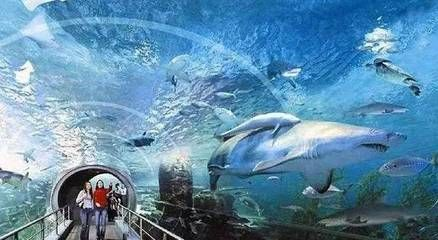 魟魚喜歡沖浪嗎：魟魚是否喜歡沖浪