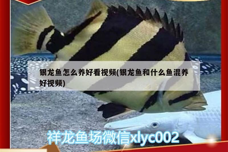 銀龍魚怎么養好看視頻(銀龍魚和什么魚混養好視頻)