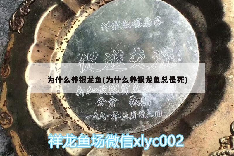 為什么養銀龍魚(為什么養銀龍魚總是死)
