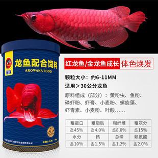 江門紅龍魚價格2688貴嗎？