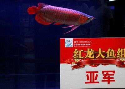 紅龍魚比賽大魚組 要多大：“紅龍魚比賽大魚組要多大”關于“紅龍魚比賽大魚組要多大”的答案