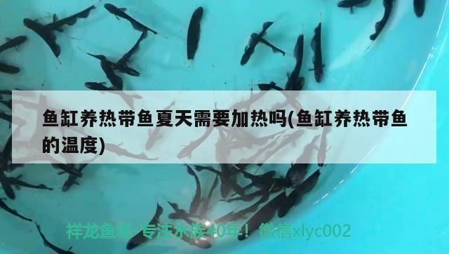 夏天養(yǎng)龍魚需要加熱棒嗎？vs祥龍魚場：加熱棒對龍魚的影響