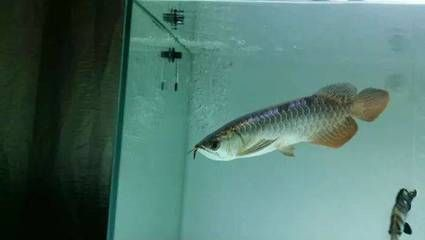 龍魚(yú)體色變淡vs祥龍魚(yú)場(chǎng)：“龍魚(yú)體色變淡”和“祥龍魚(yú)場(chǎng)”的關(guān)系