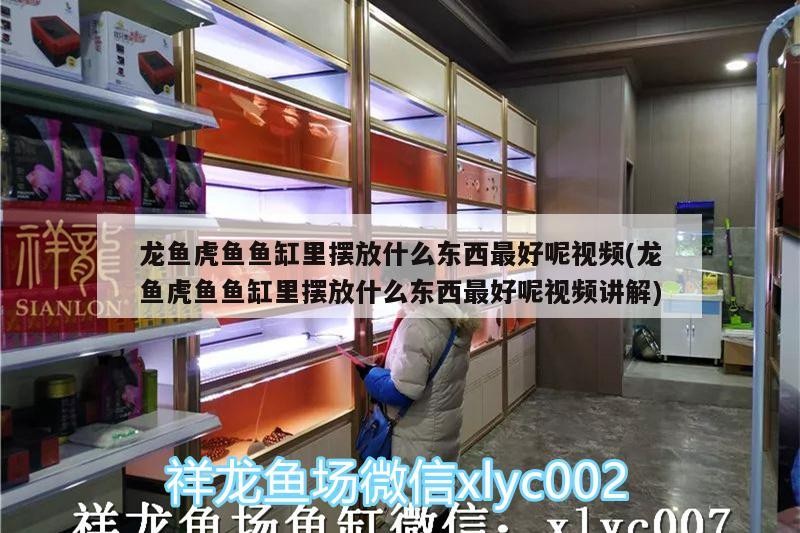 龍魚虎魚魚缸里擺放什么東西最好呢視頻(龍魚虎魚魚缸里擺放什么東西最好呢視頻講解)