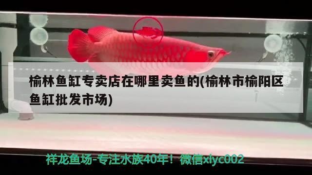 <strong><mark>榆林</mark></strong>魚缸專賣店在哪里賣魚的(<strong><mark>榆林</mark></strong>市榆陽區魚缸批發市場)