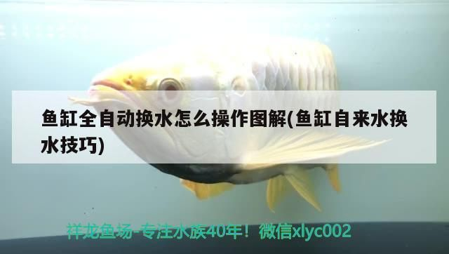 龍魚魚缸怎么換水最好vs祥龍魚場：龍魚換水的最佳方式