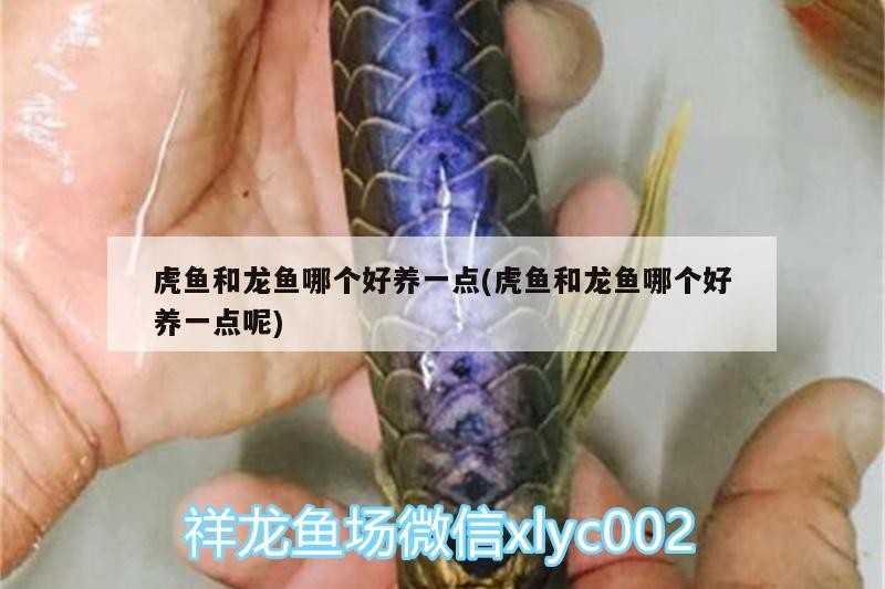 虎魚和龍魚哪個好養一點(虎魚和龍魚哪個好養一點呢)