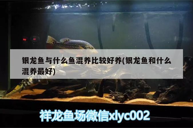 銀龍魚與什么魚混養比較好養(銀龍魚和什么混養最好)
