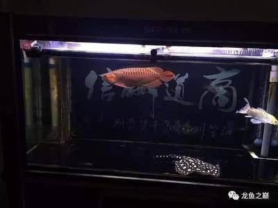 龍魚紅燈白燈的區(qū)別圖解：龍魚紅燈和白燈的區(qū)別