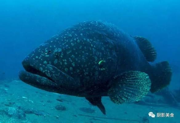龍躉魚是什么魚