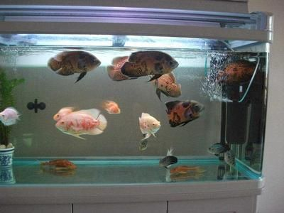 1米8魚缸適合養什么魚：1米8魚缸適合養什么魚，