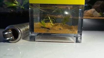 1米8魚缸適合養什么魚：1米8魚缸適合養什么魚，
