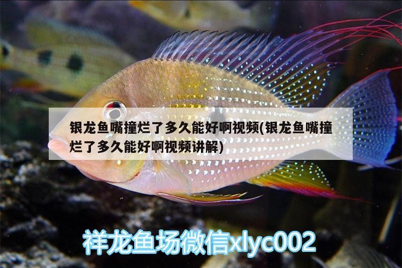 銀龍魚嘴撞爛了多久能好啊視頻(銀龍魚嘴撞爛了多久能好啊視頻講解)