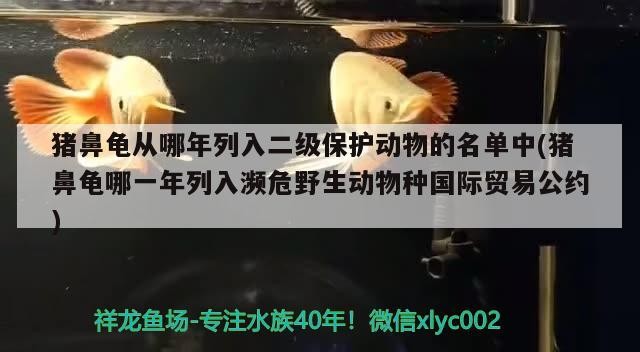 豬鼻龜從哪年列入二級保護動物的名單中(豬鼻龜哪一年列入瀕危野生動物種國際貿(mào)易公約)