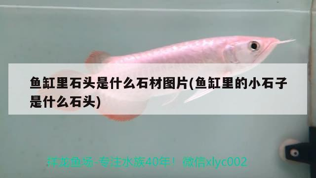 飼料 魚缸里石頭是什么石材圖片(魚缸里的小石子是什么石頭) 魟魚百科 魚缸里石頭是什么石材圖片(魚缸里的小石子是什么石頭) 魚缸里石頭是什么石材圖片(魚缸里的小石子是什么石頭) 魟魚百科
