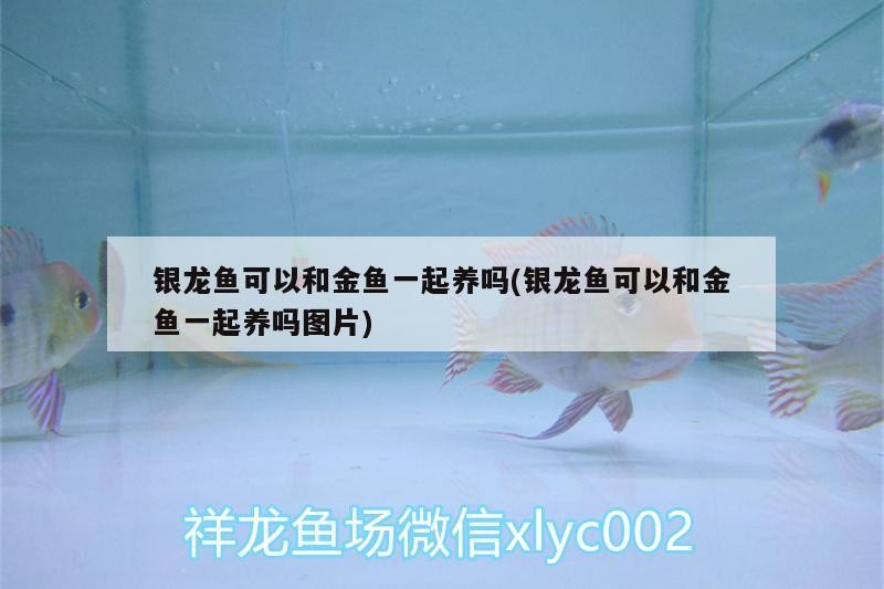 銀龍魚可以和金魚一起養嗎(銀龍魚可以和金魚一起養嗎圖片)