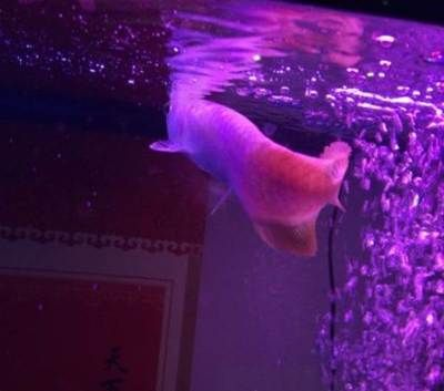 菏澤龍魚vs祥龍魚場(菏澤龍魚與祥龍魚場的區別) 全國水族館企業名錄 第2張 菏澤龍魚vs祥龍魚場(菏澤龍魚與祥龍魚場的區別) 菏澤龍魚vs祥龍魚場(菏澤龍魚與祥龍魚場的區別) 全國水族館企業名錄 第2張
