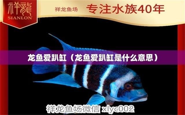 紅龍魚趴缸是什么原因