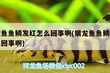 銀龍魚魚鱗發紅怎么回事啊(銀龍魚魚鱗發紅怎么回事啊)