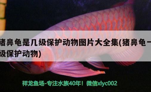 詳細閱讀:豬鼻龜是幾級保護動物圖片大全集(豬鼻龜一級保護動物) 豬鼻龜是幾級保護動物圖片大全集(豬鼻龜一級保護動物)