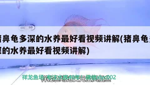 豬鼻龜多深的水養最好看視頻講解(豬鼻龜多深的水養最好看視頻講解)