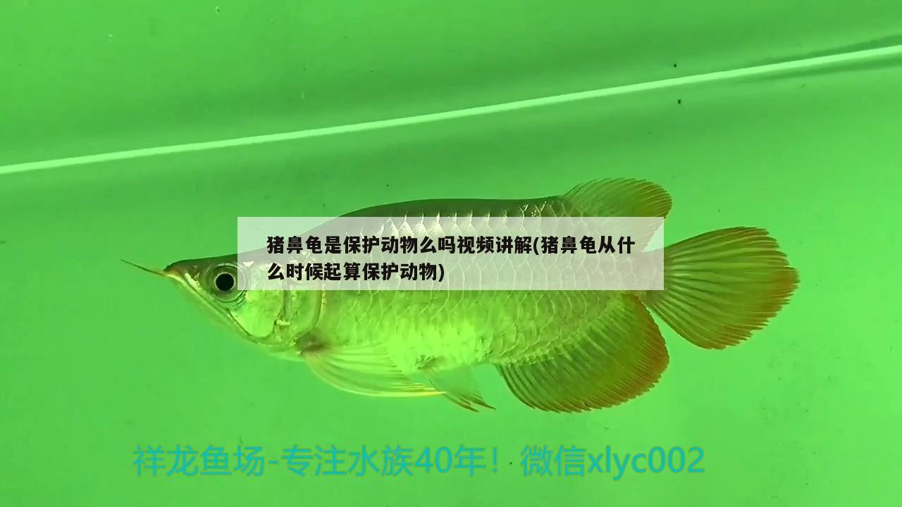 豬鼻龜是保護動物么嗎視頻講解(豬鼻龜從什么時候起算保護動物)