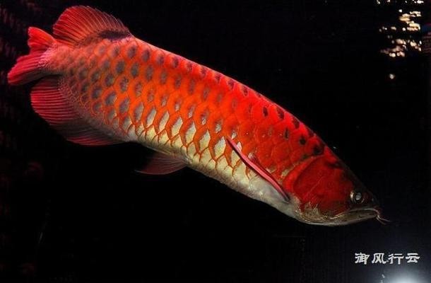 來賓紅龍魚價格2688貴嗎？