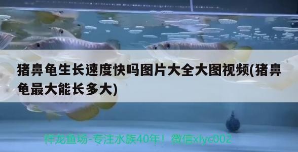 豬鼻龜生長速度快嗎圖片大全大圖視頻(豬鼻龜最大能長多大)