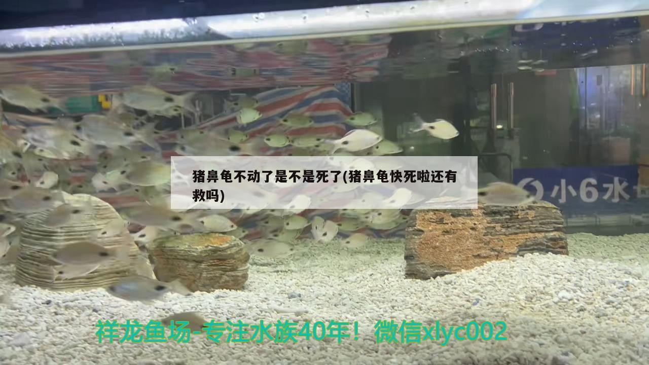 豬鼻龜不動了是不是死了(豬鼻龜快死啦還有救嗎)