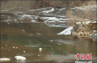 虎紋銀板魚虎紋銀板魚虎紋銀板魚養殖技術虎紋銀板魚：虎紋銀板魚、虎紋銀板魚、虎皮銀板魚、虎皮銀板魚