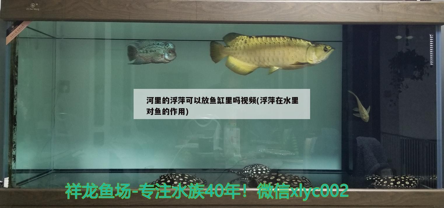 河里的浮萍可以放魚缸里嗎視頻(浮萍在水里對(duì)魚的作用)