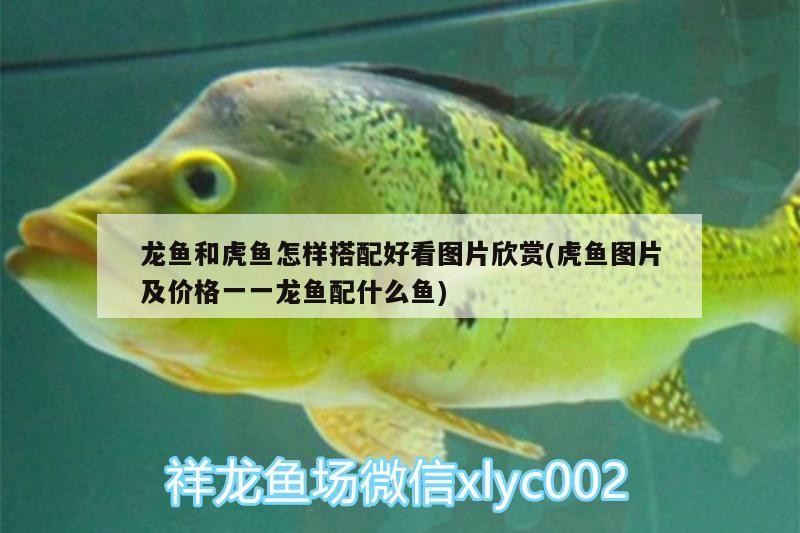 龍魚(yú)和虎魚(yú)怎樣搭配好看圖片欣賞(虎魚(yú)圖片及價(jià)格一一龍魚(yú)配什么魚(yú))