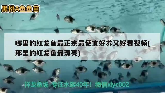 哪里的紅龍魚最正宗最便宜好養又好看：如何辨別紅龍魚健康狀況，紅龍魚養殖技巧有哪些