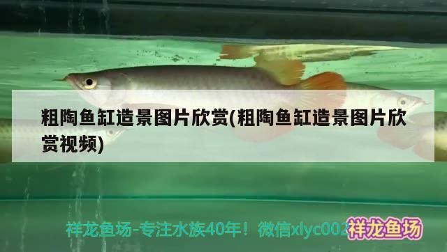 觀賞魚 粗陶魚缸造景圖片欣賞(粗陶魚缸造景圖片欣賞視頻) 魟魚百科 粗陶魚缸造景圖片欣賞(粗陶魚缸造景圖片欣賞視頻) 粗陶魚缸造景圖片欣賞(粗陶魚缸造景圖片欣賞視頻) 魟魚百科