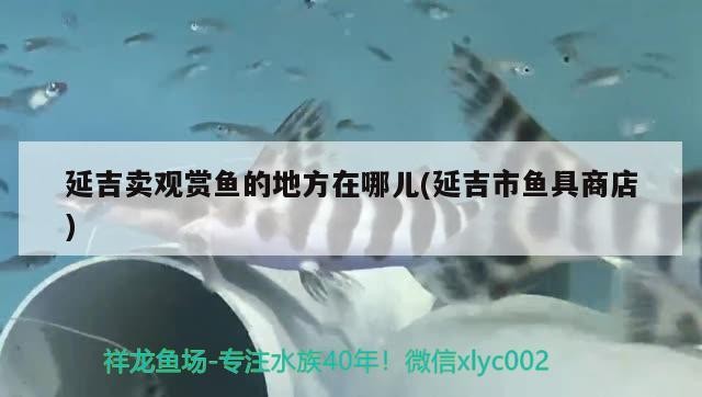延吉賣觀賞魚的地方在哪兒(延吉市魚具商店)