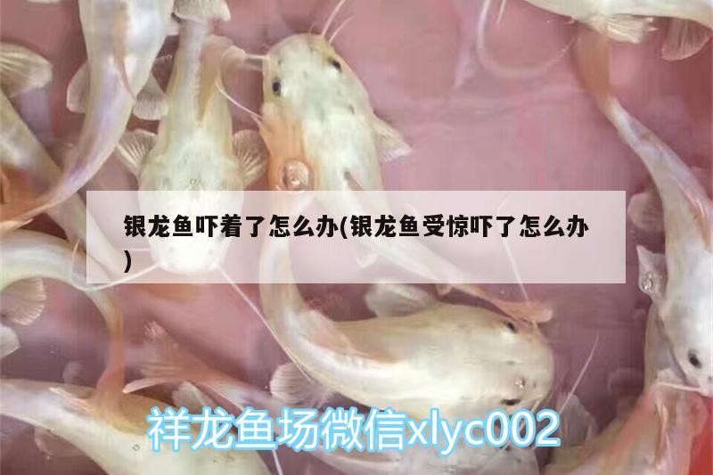 銀龍魚嚇著了怎么辦(銀龍魚受驚嚇了怎么辦)