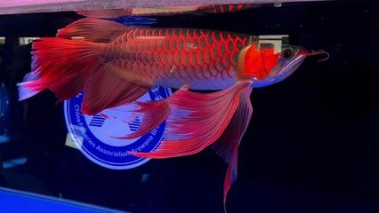 十大頂級龍魚品牌
