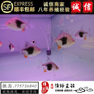 銀版魚的飼養技巧：虎紋銀版魚與其他觀賞魚的區別銀版魚與其他觀賞魚的區別