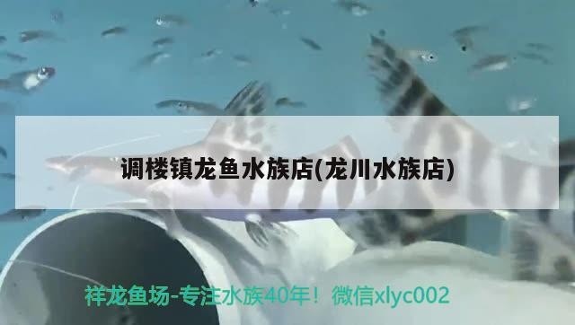 調(diào)樓鎮(zhèn)龍魚(yú)水族店(龍川水族店)