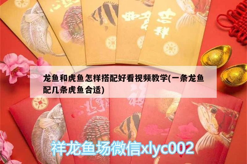 龍魚和虎魚怎樣搭配好看視頻教學(一條龍魚配幾條虎魚合適)
