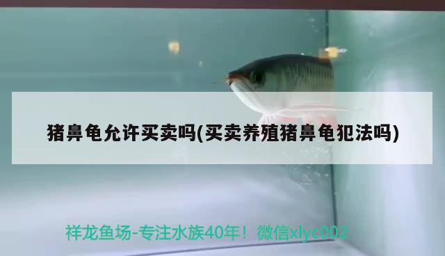 我的虎魚真菌感染了要怎么處理 豬鼻龜允許買賣嗎(買賣養(yǎng)殖豬鼻龜犯法嗎) 豬鼻龜百科 豬鼻龜允許買賣嗎(買賣養(yǎng)殖豬鼻龜犯法嗎) 豬鼻龜允許買賣嗎(買賣養(yǎng)殖豬鼻龜犯法嗎) 豬鼻龜百科