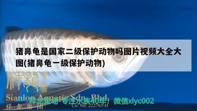 豬鼻龜是國家二級保護動物嗎圖片視頻大全大圖(豬鼻龜一級保護動物)