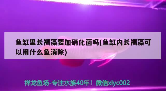 賽罕區額嫩河水族店（賽罕區額嫩河水族店電話）